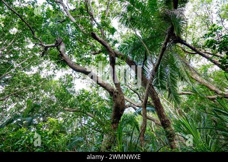 Randonnée dans le parc national de Jozani Chwaka Bay, Zanzibar Banque D'Images