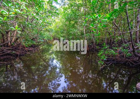 Mangroves au parc national de Jozani Chwaka Bay, Zanzibar Banque D'Images