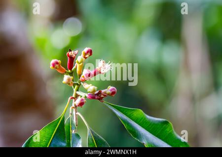 Les clous de girofle sont les bourgeons floraux aromatiques d'un arbre de la famille des Myrtaceae, Syzygium aromaticum photographié à Zanzibar Banque D'Images