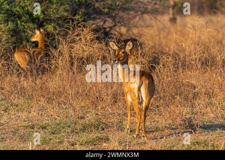 Puku femelle (Kobus vardonii) debout dans les prairies du parc national de South Luangwa en Zambie, Afrique australe Banque D'Images