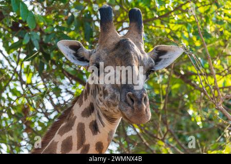 Tête d'une girafe de Thornicroft mâle (Giraffa camelopardalis thornicrofti) dans le parc national de South Luangwa en Zambie, Afrique australe Banque D'Images