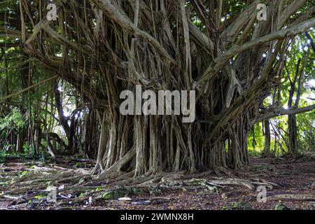 Banyan Tree Big Island, Hawaii Un banian, également banian, est une figue étrangleuse qui enveloppe son arbre hôte d'un maillage de racines aériennes et de prop (contrefort) Banque D'Images