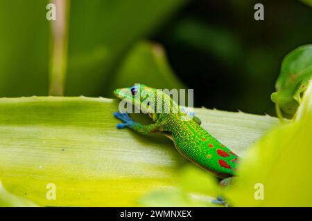 Gecko de jour de poussière d'or (Phelsuma laticauda). Ce lézard est originaire de Madagascar mais a été introduit dans diverses îles du Pacifique. Photographié dans Big Banque D'Images