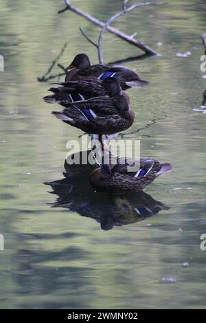 Canard colvert sur un étang Banque D'Images