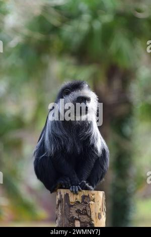 Un King Colobus au zoo de Paignton, Devon. Banque D'Images