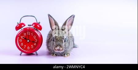 Un joli lapin et une horloge rouge sur fond rose. Banque D'Images