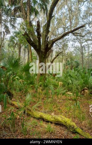 Arbre tombé dans la forêt et feuilles de palmier à Paynes Prairie Preserve State Park, Floride, États-Unis. Banque D'Images