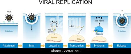 Replication virale. Cycle de vie du virus de l'attachement, de l'entrée dans une cellule et du dérevêtement à la transcription, production d'ARNm, synthèse des composants viraux a Illustration de Vecteur