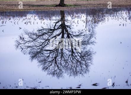 Garlitz, Allemagne. 27 février 2024. Un arbre se reflète dans l'eau sur un champ partiellement inondé. De nombreux agriculteurs du nord de l'Allemagne s'inquiètent de plus en plus de leurs champs et prairies partiellement inondés ou du moins trempant. Dans une grande partie de la basse-Saxe, du Mecklembourg-Poméranie occidentale et du Schleswig-Holstein, les agriculteurs ne peuvent actuellement pas utiliser de machinerie lourde sur les sols inondés. Crédit : Jens Büttner/dpa/Alamy Live News Banque D'Images