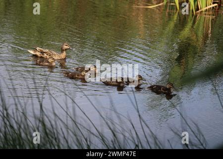 Famille de canards sur le lac Banque D'Images