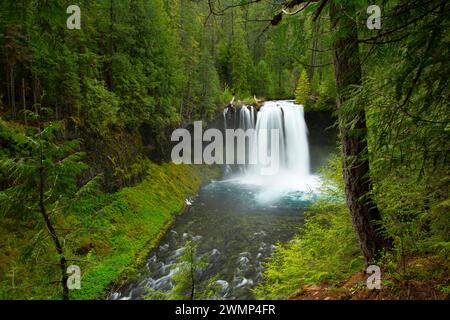 Koosah Falls, McKenzie Pass-Santiam Pass National Scenic Byway, Willamette National Forest, Oregon Banque D'Images