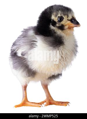 Jeune poulet Austerlorp aux plumes noires et blanches isolé dans une photo de studio. Banque D'Images