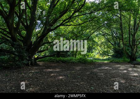 Vue panoramique sur une forêt anglaise traditionnelle Banque D'Images