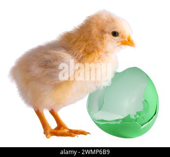 Oeufs verts qui ont été cassés derrière un jeune poussin Orpington brillant buff isolé sur un plan de studio. Banque D'Images