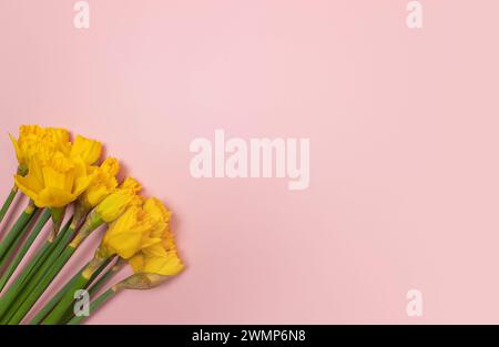 Vue de dessus de jonquilles jaunes sur fond rose. Composition colorée printanière. Fleurs bouquet plat pose, espace copie. Banque D'Images
