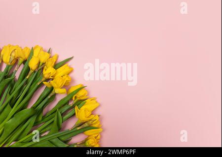 Vue de dessus des tulipes jaunes et jonquilles sur fond rose. Composition colorée printanière. Fleurs bouquet plat pose, espace copie. Banque D'Images