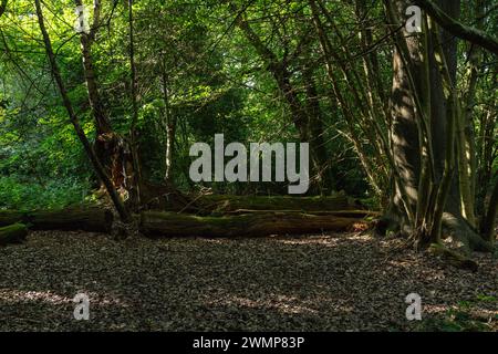 Vue panoramique sur une forêt anglaise traditionnelle Banque D'Images