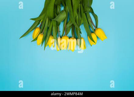 Vue de dessus des tulipes jaunes sur fond bleu. Composition colorée printanière. Fleurs bouquet plat pose, espace copie. Banque D'Images