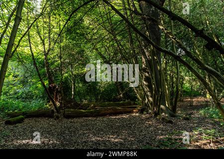 Vue panoramique sur une forêt anglaise traditionnelle Banque D'Images