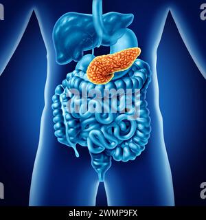 Pancréas concept médical et organe humain en tant que partie du corps de la glande digestive pancéatique avec l'estomac et l'intestin comme symbole de santé pour le système endocrinien Banque D'Images