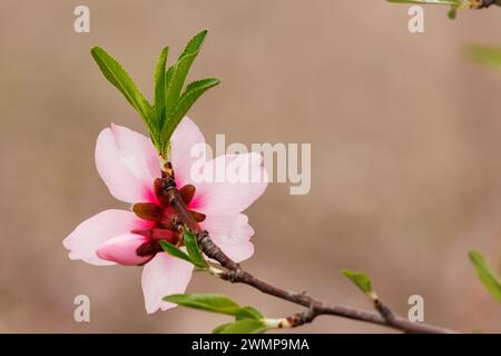 Brindille d'amandier avec fleur vue de derrière, Alcoy, Espagne Banque D'Images