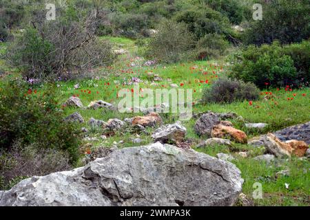 Prairie printanière fleurie, dans une forêt de pins avec un feuillage vert luxuriant et un assortiment de fleurs sauvages photographiées dans les collines de Jérusalem Banque D'Images