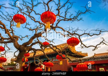 Lanternes rouges suspendues à un arbre au bord de la route à Pékin, en Chine Banque D'Images