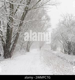 Début de l'hiver, chute de neige, sentier de randonnée menant à travers l'ancienne élingue du rhin le long d'un petit ruisseau, près de Duesseldorf, Rhénanie du Nord Westphalie, Allemagne, UE Banque D'Images