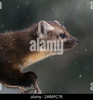 Martre des pins d'Amérique ( Martes americana ) en chute de neige légère, assis dans un conifère, gros plan, faune, parc national de Yellowstone, États-Unis. Banque D'Images