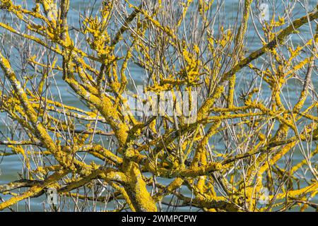 Les branches d'un arbre recouvertes de lichens Banque D'Images