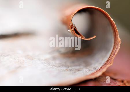 Castor européen (fibre de ricin) gros plan d'écorce pelée sur un bouleau argenté (Betula pendula) abattu par des castors, Perthshire. Banque D'Images