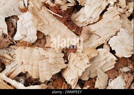 Castor européen (fibre de ricin) copeaux d'écorce de bouleau argenté (Betula pendula) laissés par les castors à côté de l'arbre abattu, Perthshire Banque D'Images