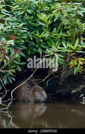 Castor européen (fibre de ricin) adulte près du Lodge construit sous le épais fourré de rhododendron au crépuscule par étang, il a créé en barrant un ruisseau. Banque D'Images