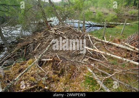 European Beaver (Castor fiber) Lodge au bord de Aigas Loch, site de démonstration de réintroduction, Inverness-shire, Écosse, mai Banque D'Images