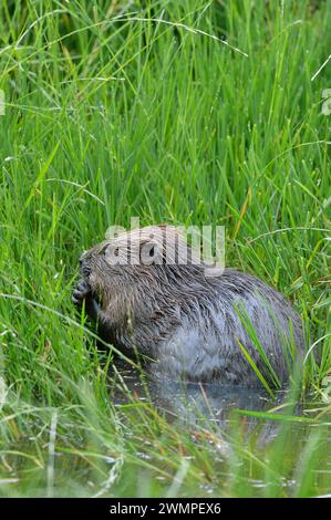 Castor européen (fibre de ricin) adulte au crépuscule se nourrissant de végétation sur le bord d'un étang qu'il a créé en barrant un ruisseau, Perthshire. Banque D'Images