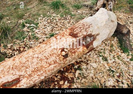 Castor européen (fibre de ricin) abattu le bouleau argenté (Betula pendula) montrant des gravillons et des marques de dents sur le tronc où les castors ont mâché. Banque D'Images