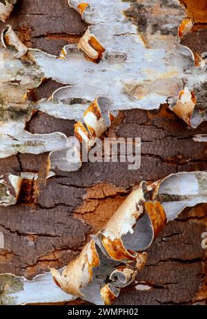 Écorce de bouleau argenté (Betula pendula) pelée sur tronc d'arbre abattu, parc national de Cairngorm, Speyside, Écosse, août 1997 Banque D'Images