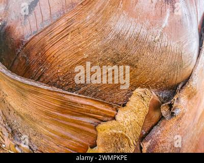 Motif de texture d'écorce rugueuse tronc de palmier tropical naturel mexicain fond en bois gris brun à Zicatela Puerto Escondido Oaxaca Mexique. Banque D'Images