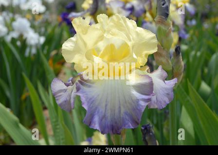 Grand iris barbu, belle fleur bicolore violette et jaune, gros plan Banque D'Images