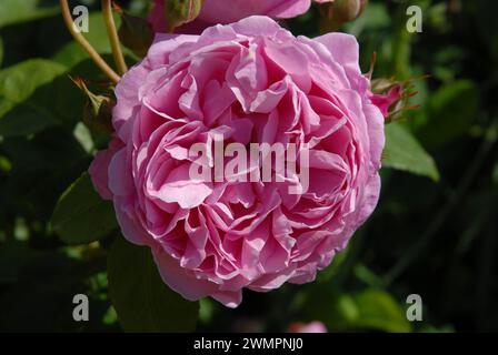 Fleur parfaite de Mary Rose, une Rose arbuste anglaise, belle fleur rose à pétales lâches de taille moyenne Banque D'Images