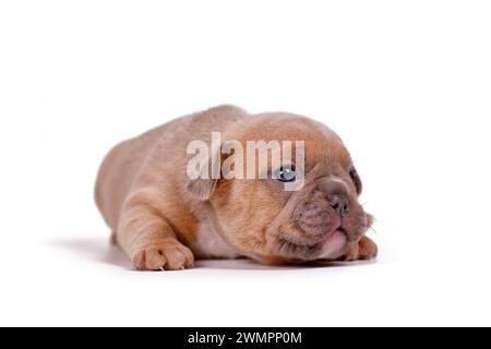 Rouge fauve couleur chien Bulldog chiot sur fond blanc Banque D'Images