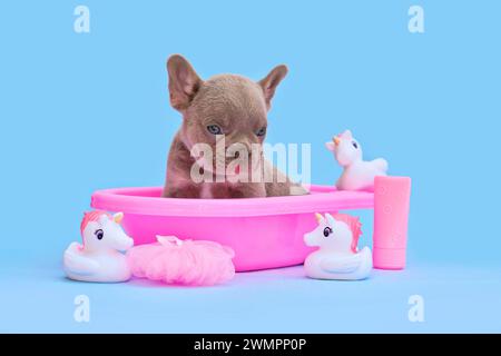 Chiot chien bouledogue français Isabella mignon dans une baignoire rose avec des canards en caoutchouc licorne sur fond bleu Banque D'Images