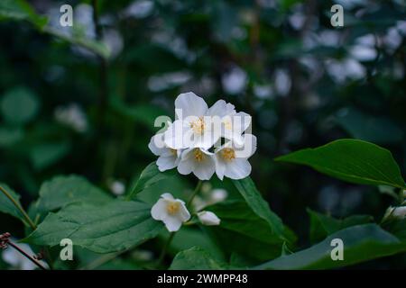 Gros plan magnifique buisson de Philadelphie en fleurs, poussant dans le jardin avec des fleurs blanches sur la branche. Banque D'Images