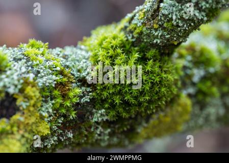 espèces de lichens et mousse sur branche d'arbre gros plan sélectif Banque D'Images