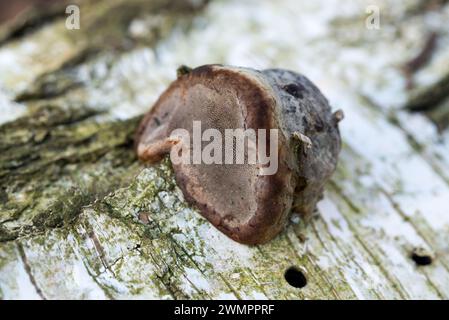 Champignon tinder, Fomes fomentarius sur le foyer sélectif en gros plan du bouleau tombé Banque D'Images