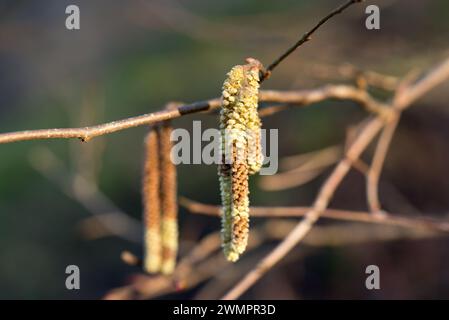 Corylus avellana, chatons mâles de printemps noisetier commun gros plan sélectif Banque D'Images