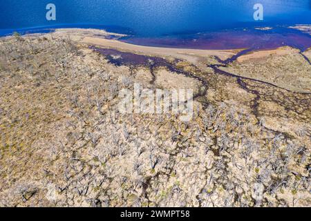 Vue aérienne sur le lac Laguna Cofre à l'est de la rivière Rio Murta, des arbres morts couvrent le rivage, Patagonie, Chili Banque D'Images