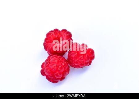 Les framboises rouges mûres sont sur une table blanche. Banque D'Images