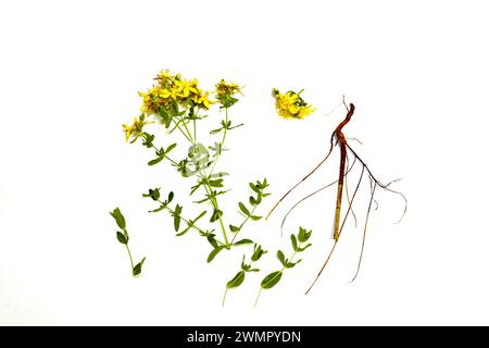 La photo montre l'herbe préparée Le moût de Jean avec des fleurs jaunes, son système racinaire, ses feuilles et ses fleurs à cinq pétales séparément. Banque D'Images