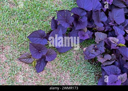 Vignes de patates douces noires (Ipomoea batatas «Sweetheart jet Black») dans le jardin Banque D'Images